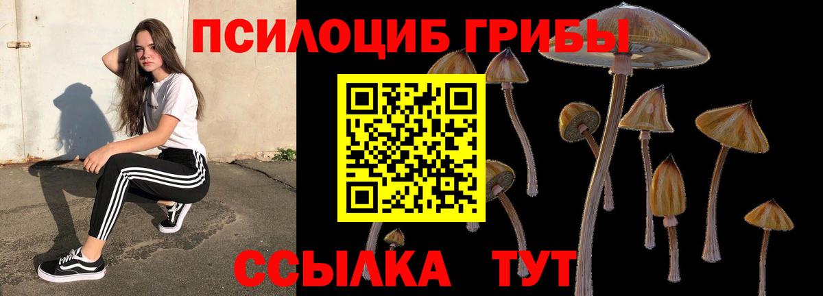 Галлюциногенные грибы Psilocybe Камышлов